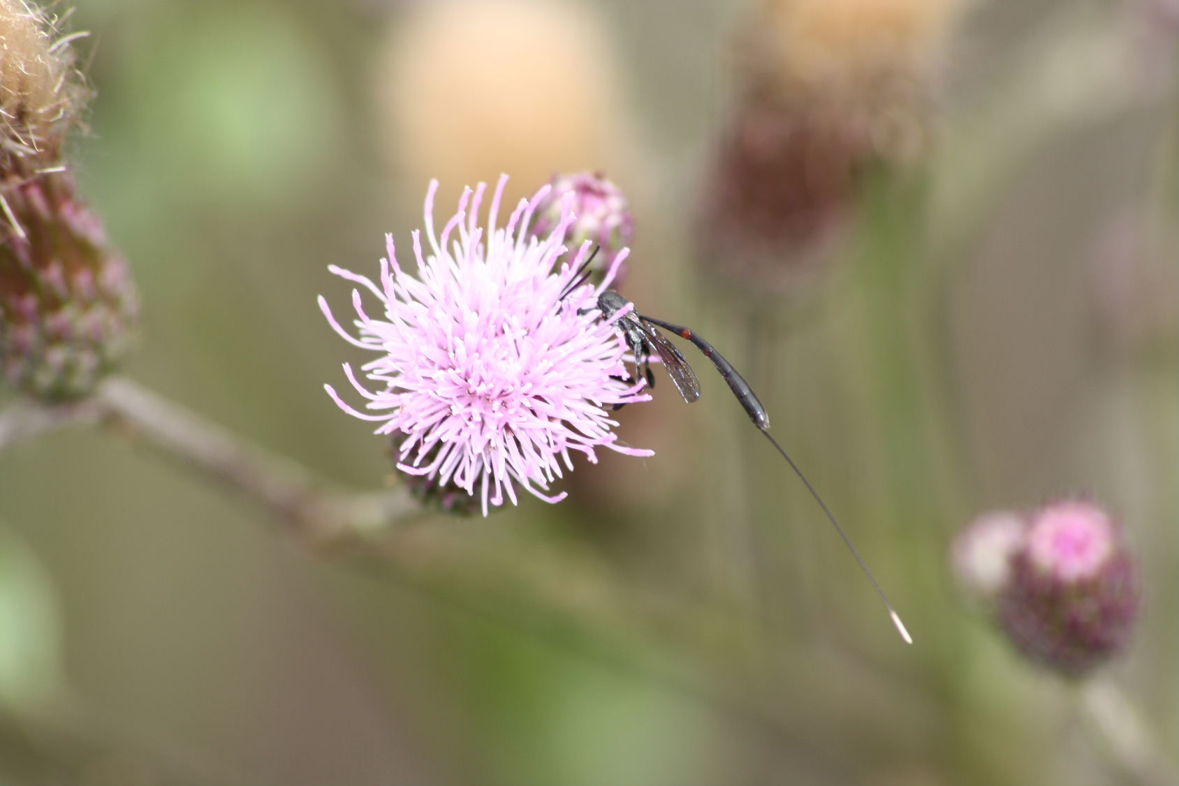 Cirsium arvense